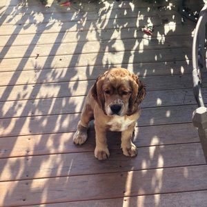 Meet your Posher, Lynn